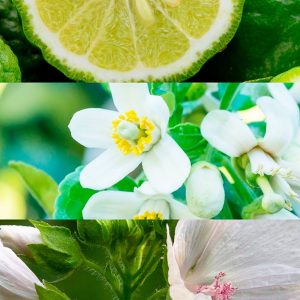 Collage of citrus, white blossoms, and a pale pink hibiscus: sliced lime at top, jasmine flowers in the middle, and a hibiscus bloom at bottom