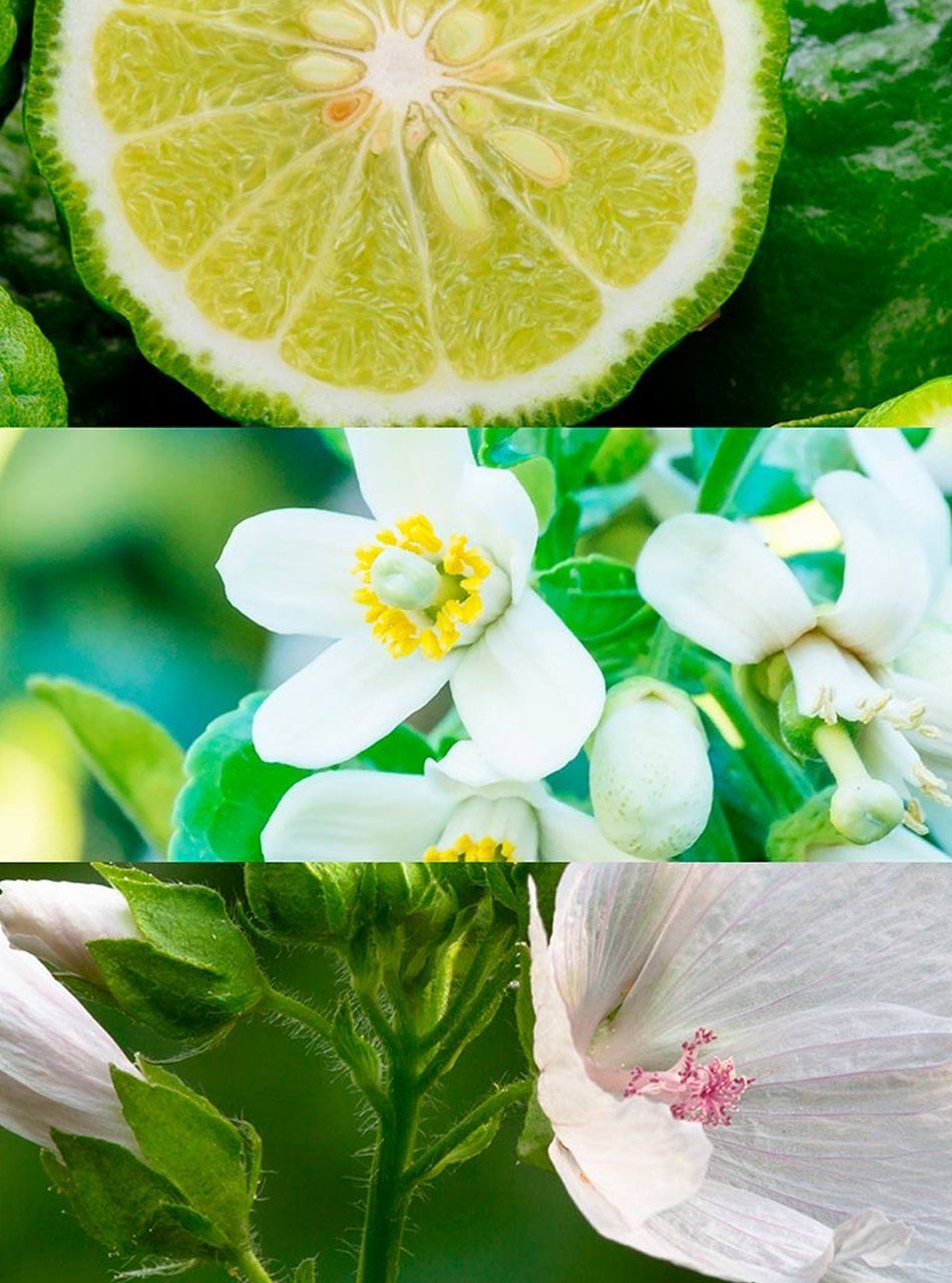 Collage of citrus, white blossoms, and a pale pink hibiscus: sliced lime at top, jasmine flowers in the middle, and a hibiscus bloom at bottom
